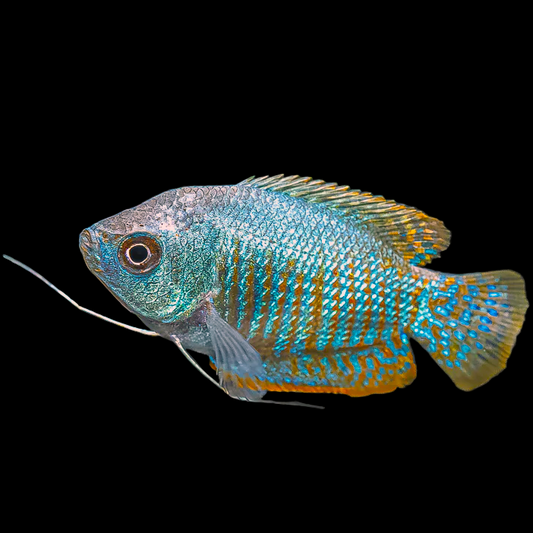 Trichogaster lalius Blue Dwarf Gourami