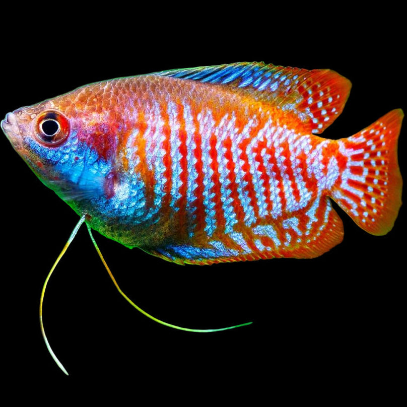 Trichogaster lalius Dwarf Gourami