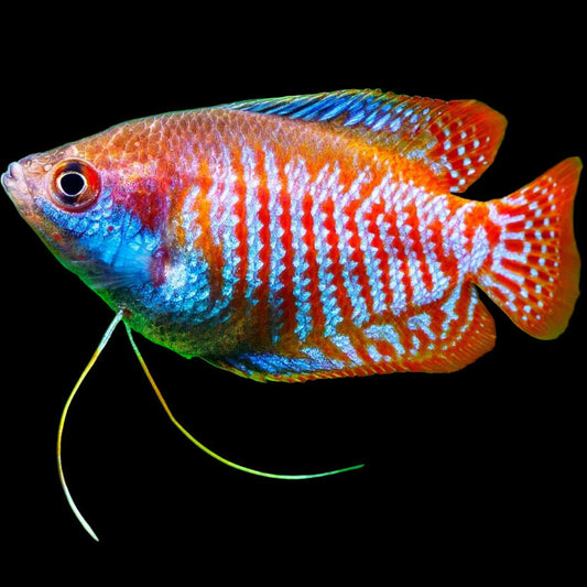 Trichogaster lalius Dwarf Gourami