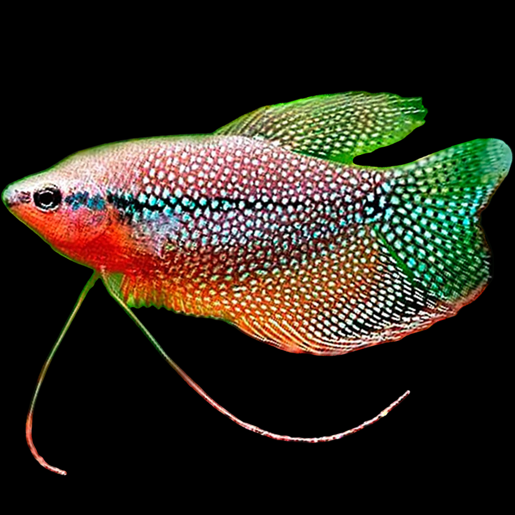 Trichopodus_leerii_Gourami_Pearl