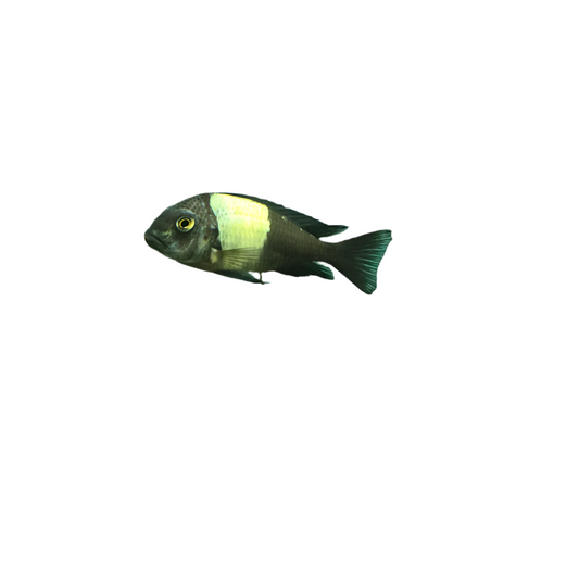 Tropheus duboisi White-spotted Cichlid