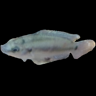 Turkana Jewel Cichlid