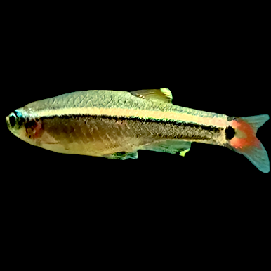White Cloud Mountain Minnow