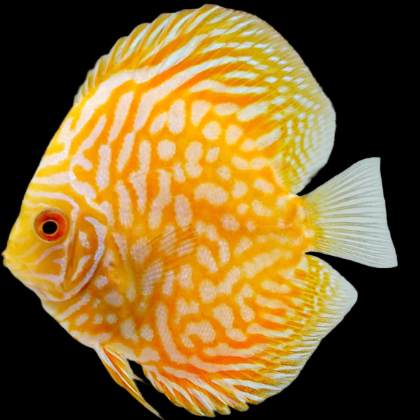 Yellow Pigeon Discus