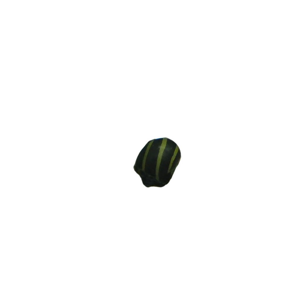 Zebra Snail