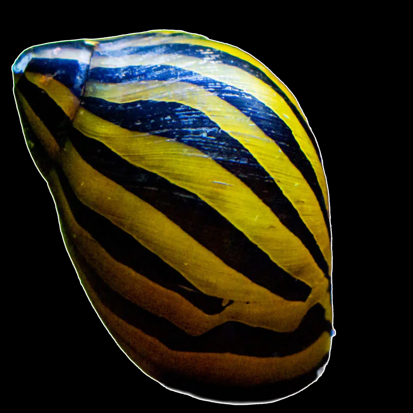 Zebra Nerite Snail