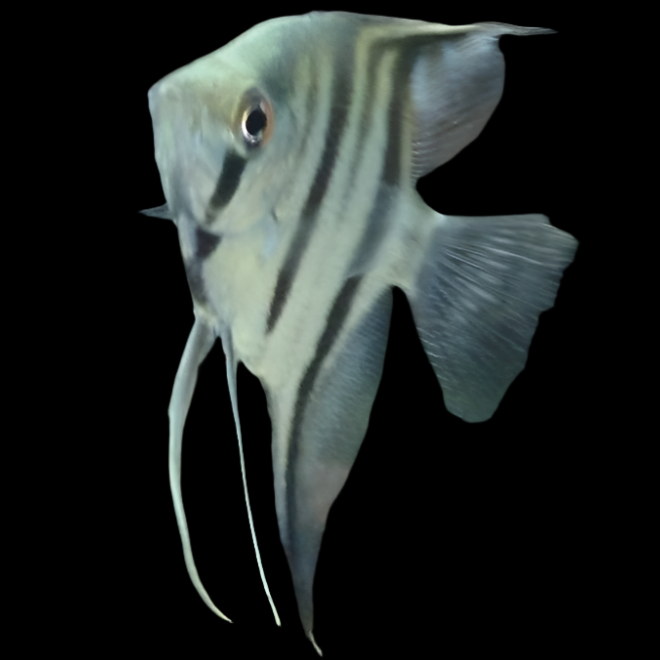 Zebra Angelfish