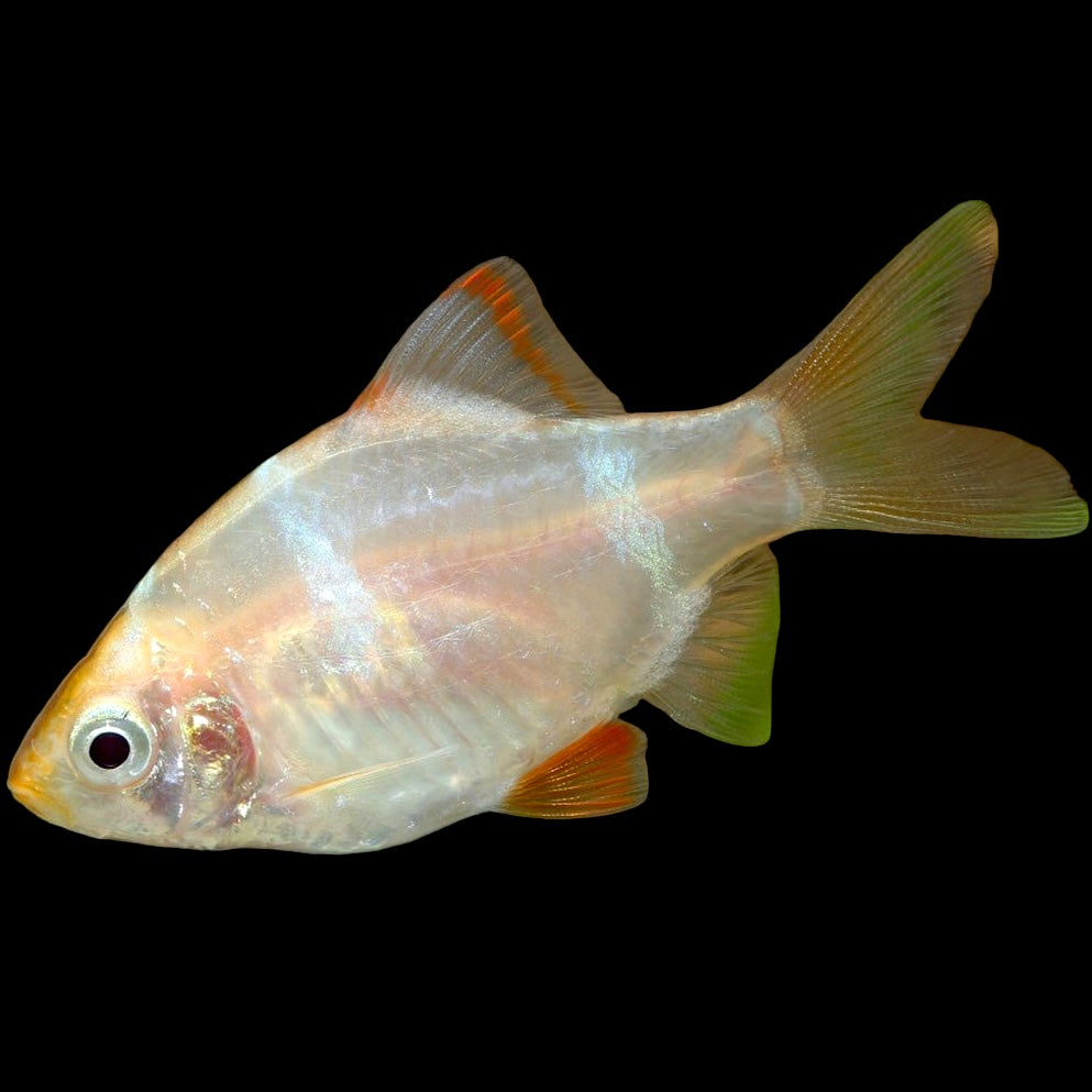 Albino Tiger Barb
