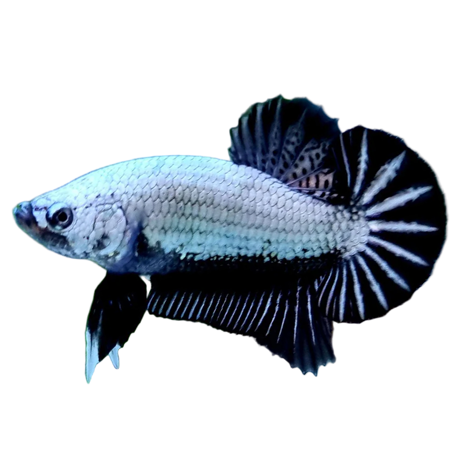 black dragon plakat male betta fish