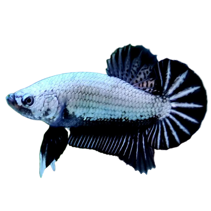 black dragon plakat male betta fish