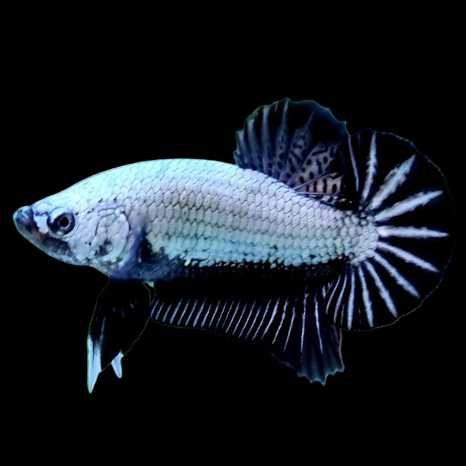 HMPK Platinum Black Dragon Male Betta (Betta splendens) — black-bodied plakat with thick metallic platinum scaling