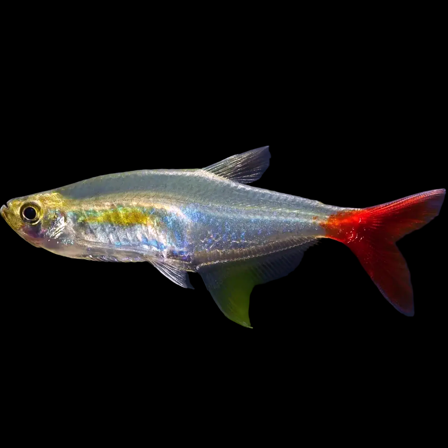 bloodfin tetra Prionobrama filigera