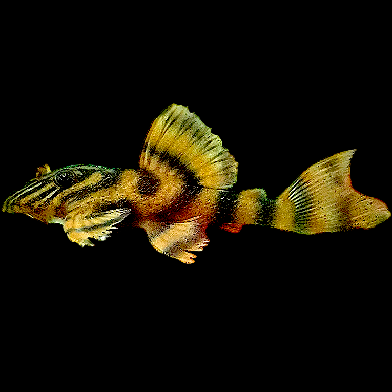 L306 Blood Red Tiger Pleco