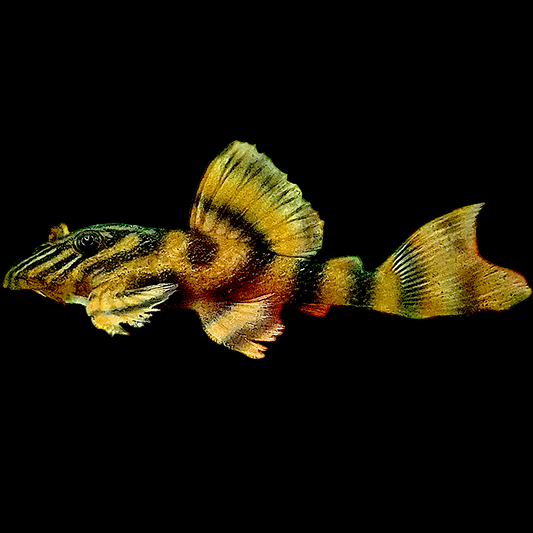 L306 Blood Red Tiger Pleco