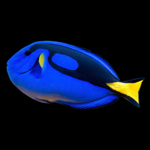 Blue Hippo Tang