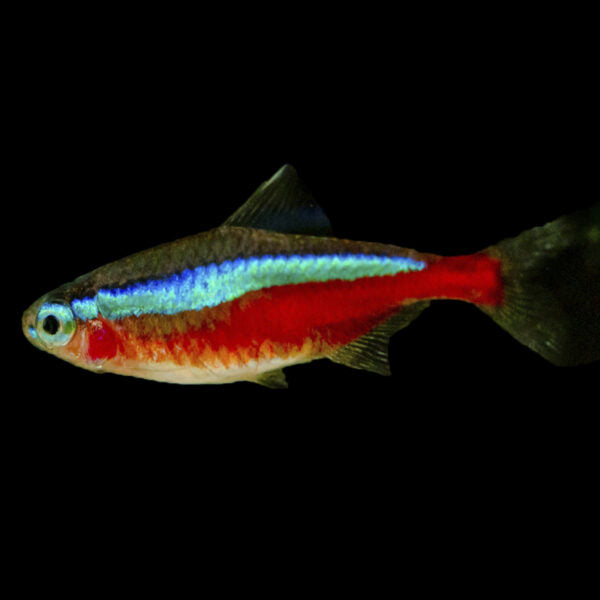 Cardinal Tetra