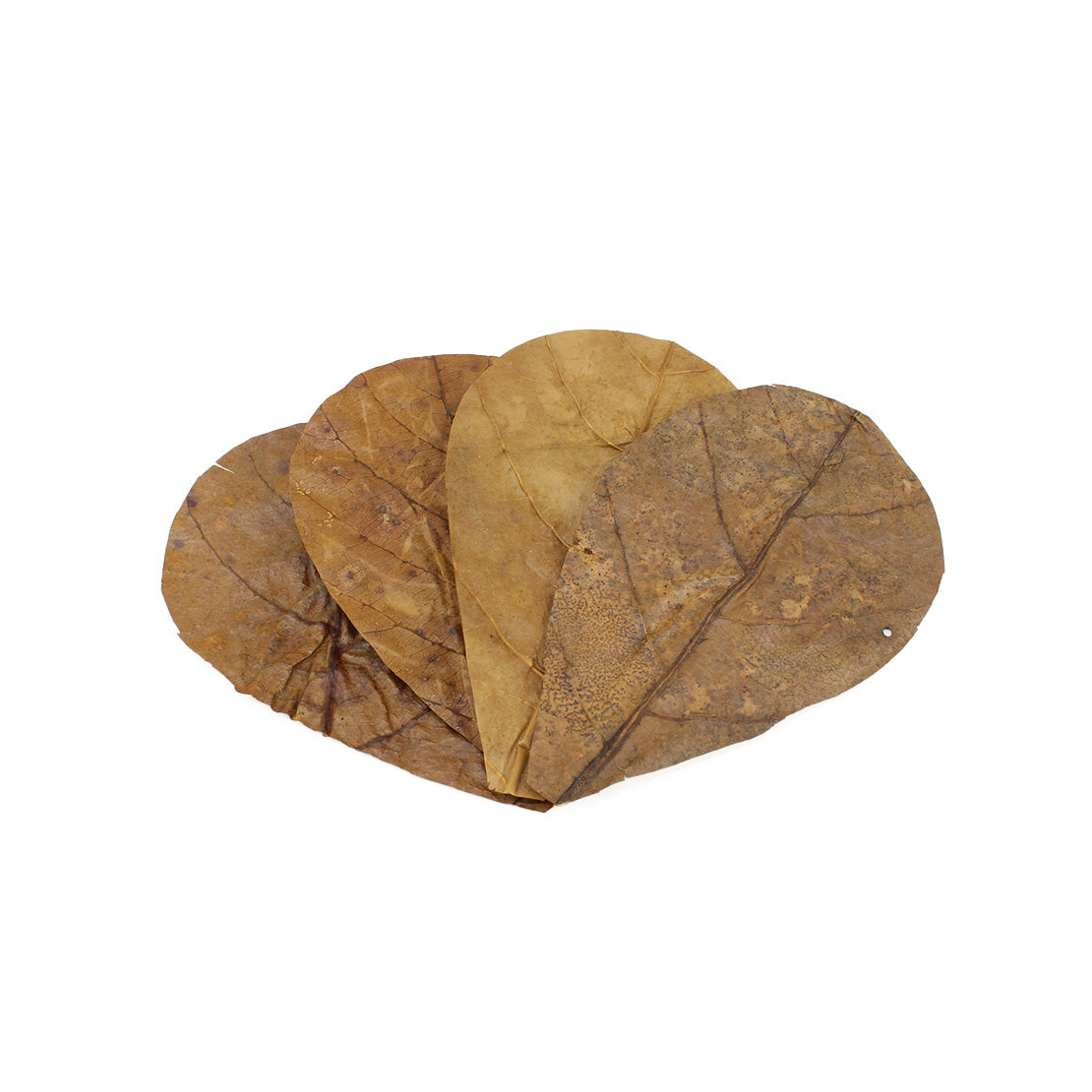 Catappa Leaves