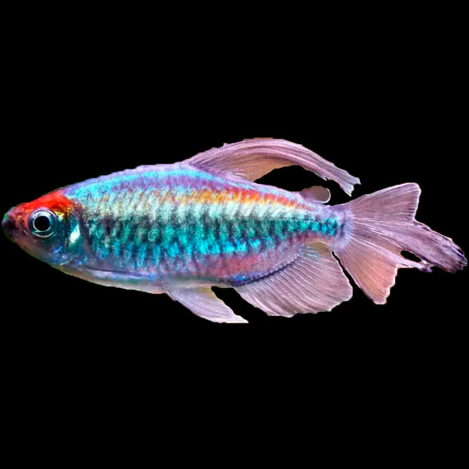 Congo Tetra
