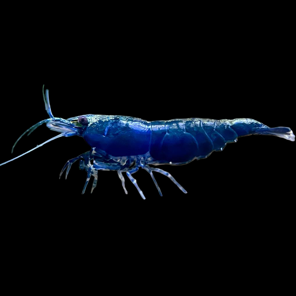 deep blue shrimp Neocaridina denticulata 