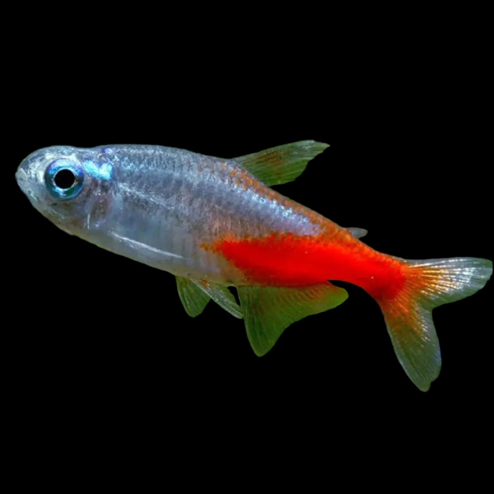 Diamond Neon Tetra