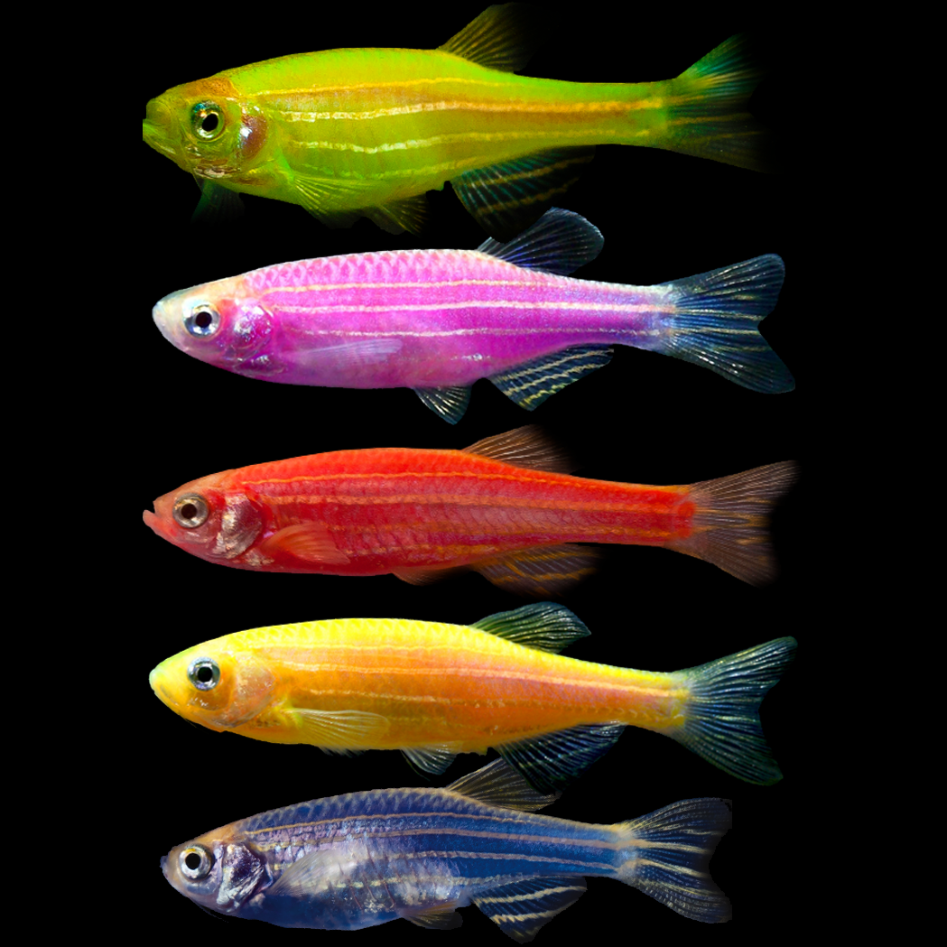 Assorted GloFish Danio (Danio rerio) fluorescent zebra danios in mixed colours