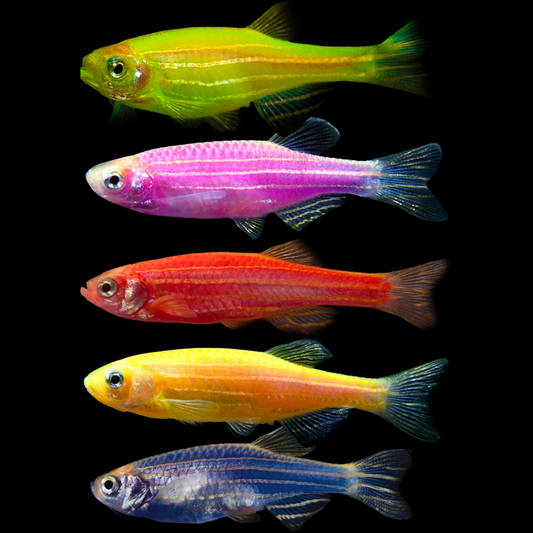 Assorted GloFish Danio (Danio rerio) fluorescent zebra danios in mixed colours