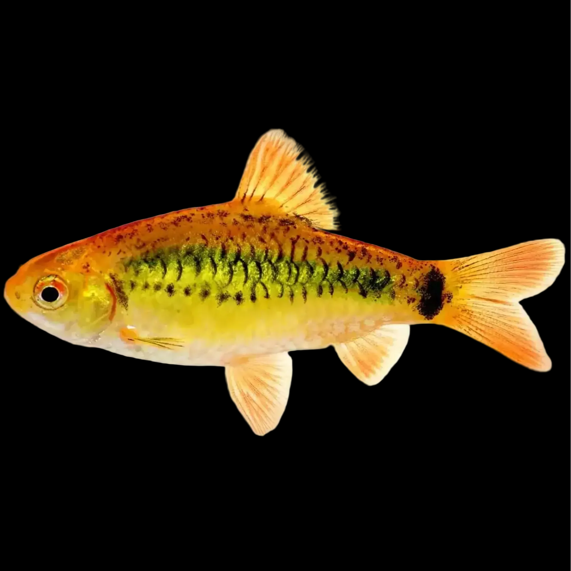 Gold Barb (Barbodes semifasciolatus) yellow-gold barb with short dark marks along the lower flank