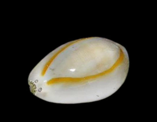 Gold Ring Cowrie