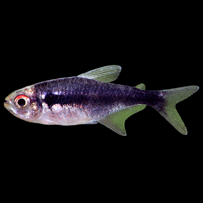 Black Triangular Fish Black Neon Tetra – Tropical Fish Imports