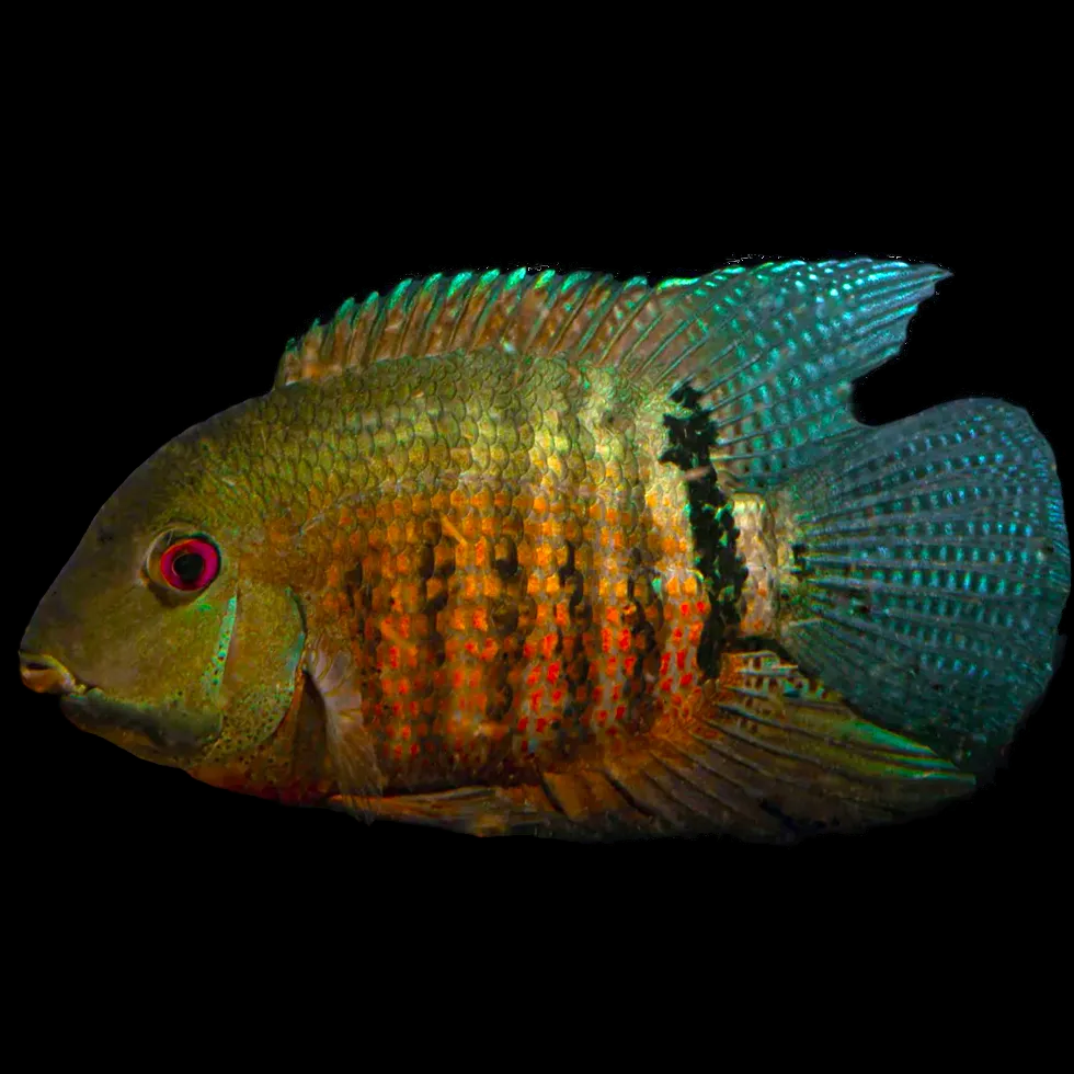 mouthbrooding severum Heros liberifer