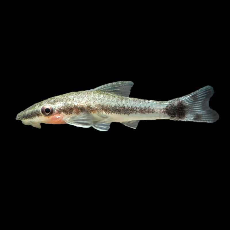 Otocinclus Catfish