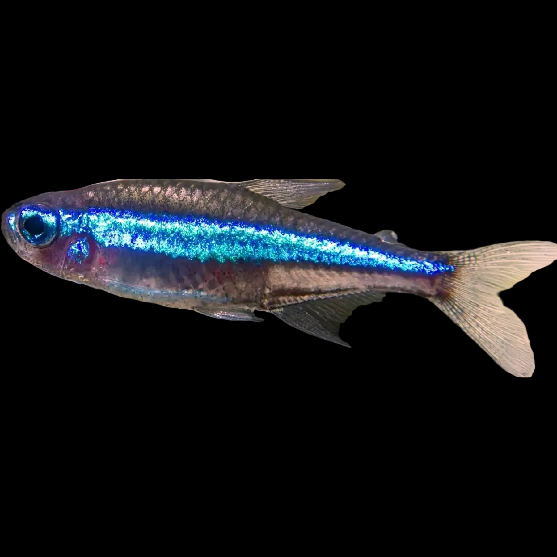 paracheirodon simulans green neon tetra