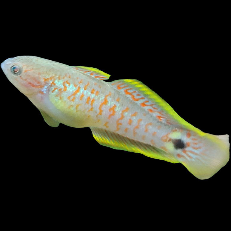 Peacock Gudgeon Goby