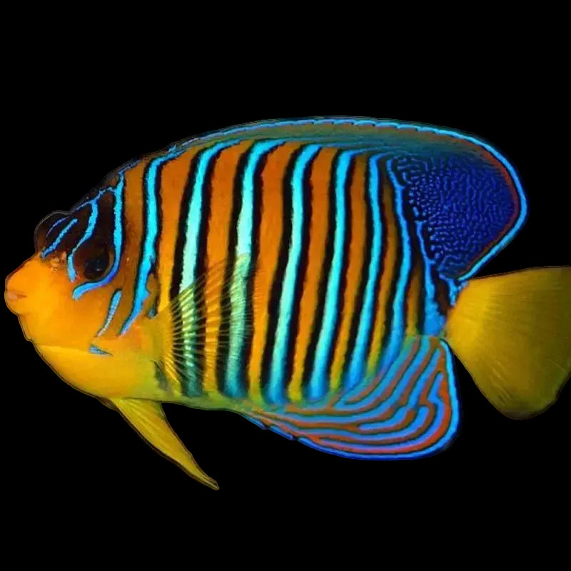 Regal Angelfish (Pygoplites diacanthus) — orange and white banded angelfish edged in blue-black