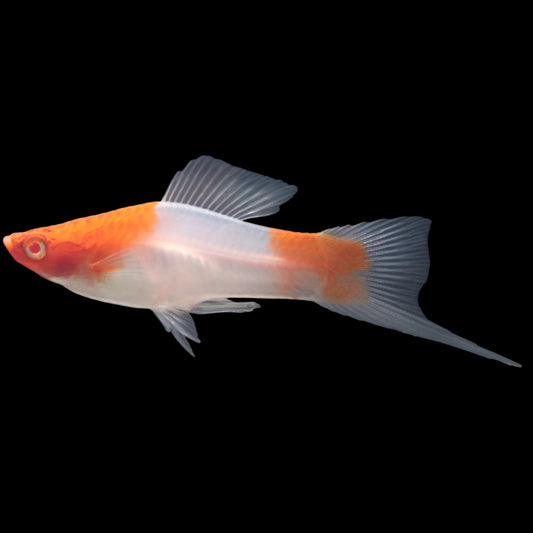 red and white  Swordtail fish