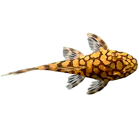 L519 Rio Itenez Bristlenose Pleco