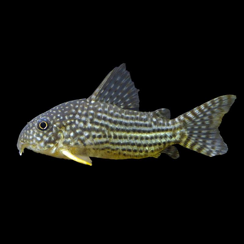 Corydoras Sterbai