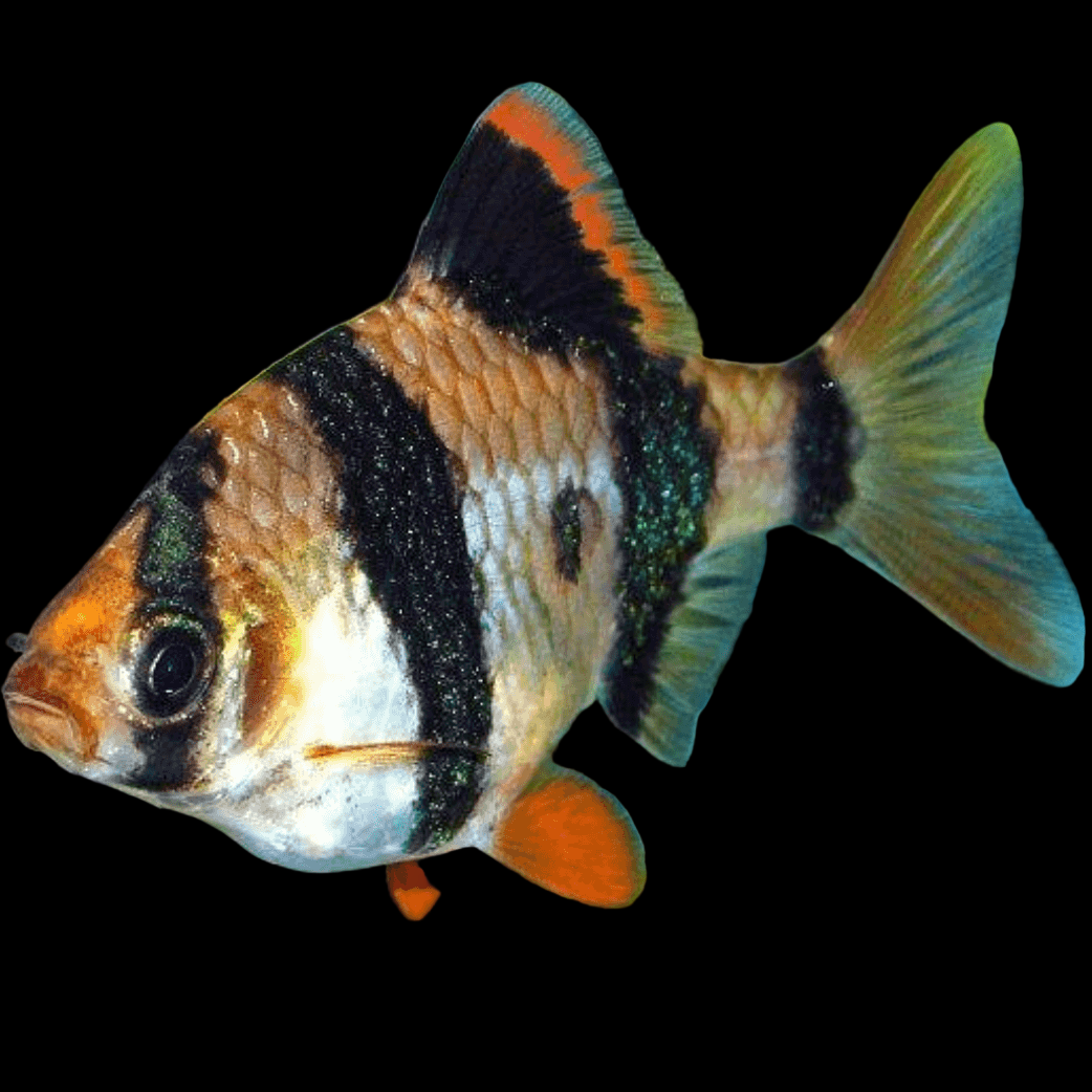 Tiger Barb