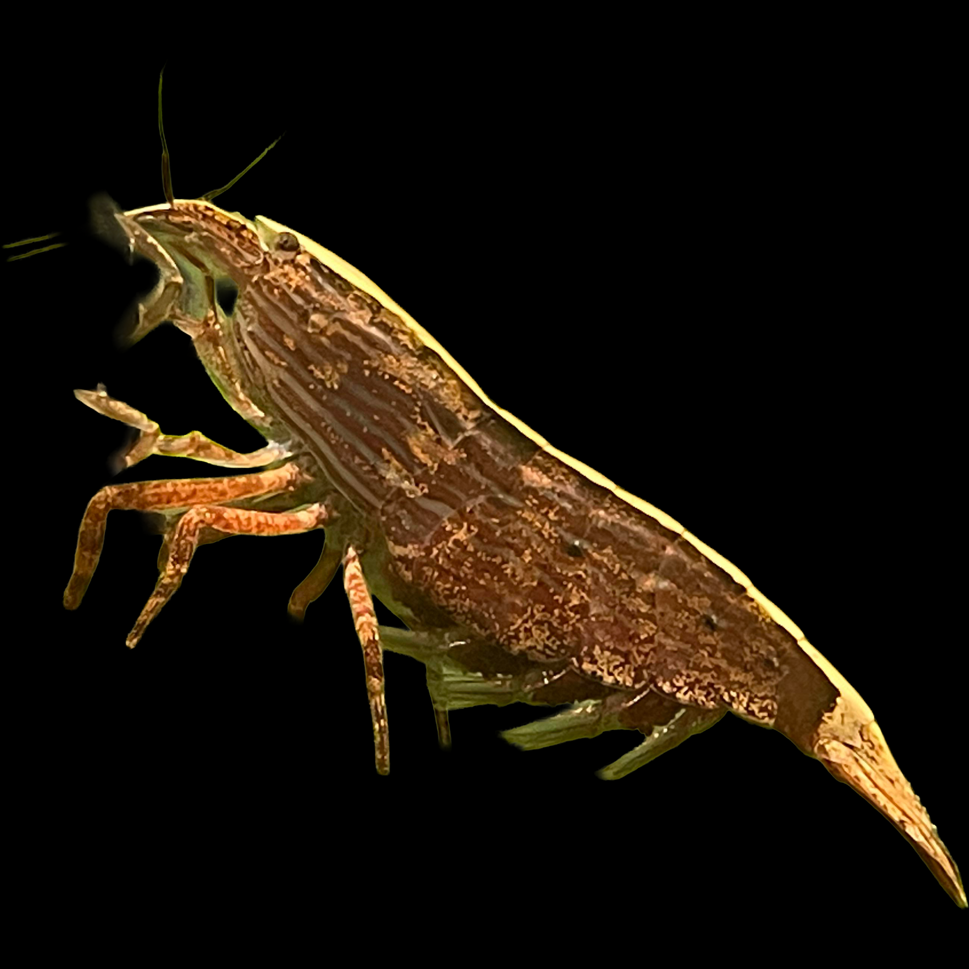 tyopsis moluccensis wood shrimp bamboo